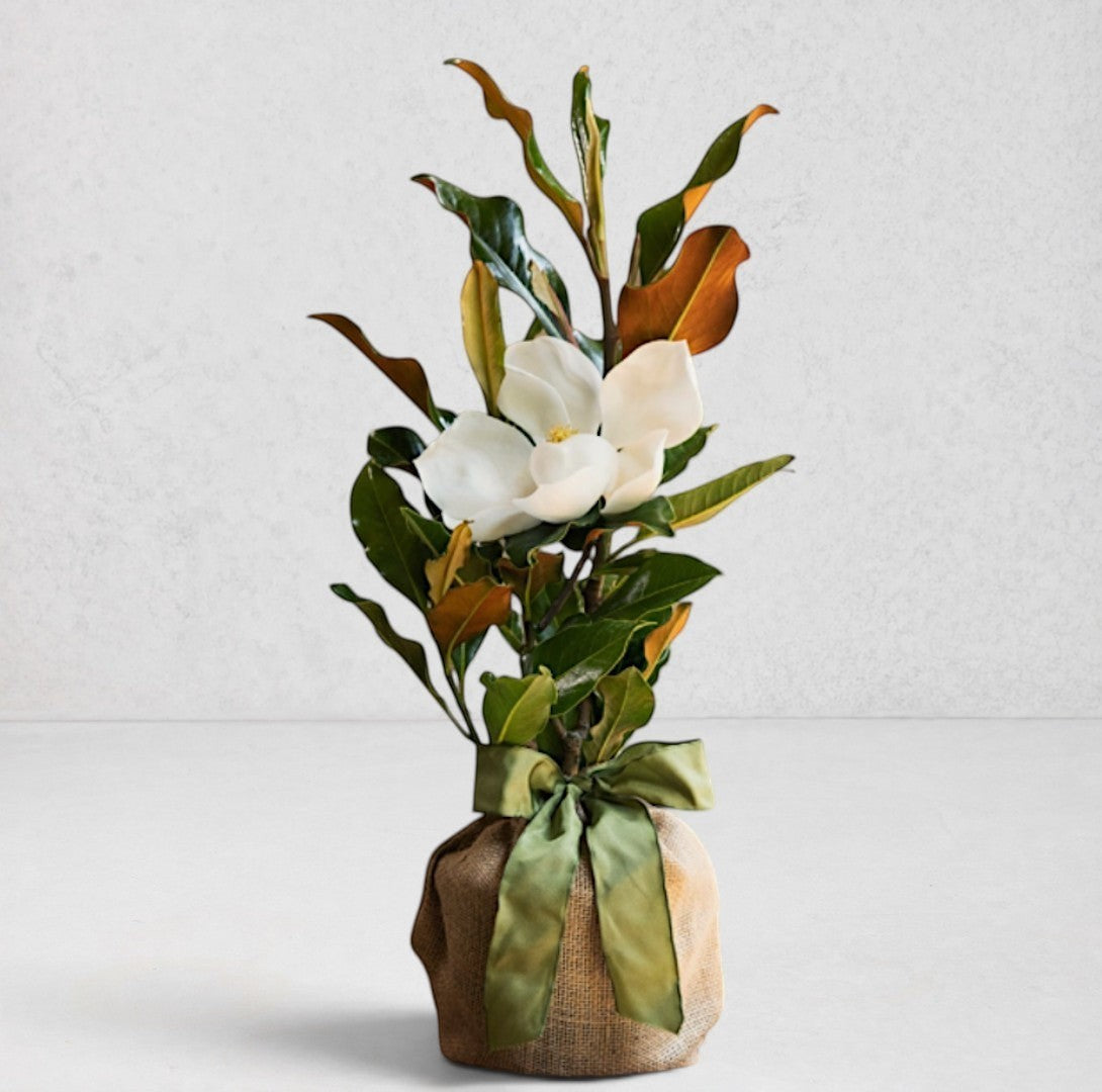 Kleiner lebender Magnolienbaum